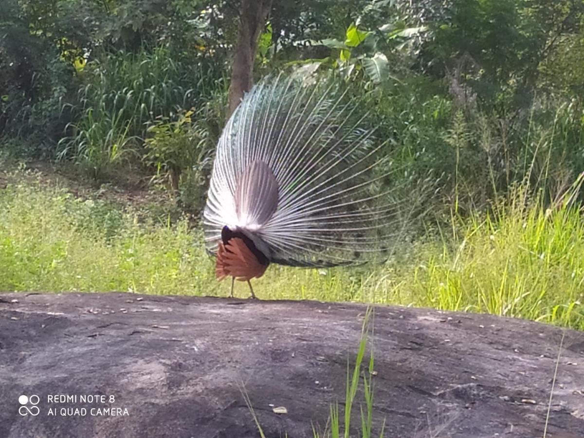 Sigiri Gayani Home Stay Sigiriya Eksteriør billede