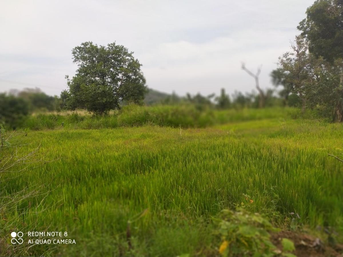 Sigiri Gayani Home Stay Sigiriya Eksteriør billede